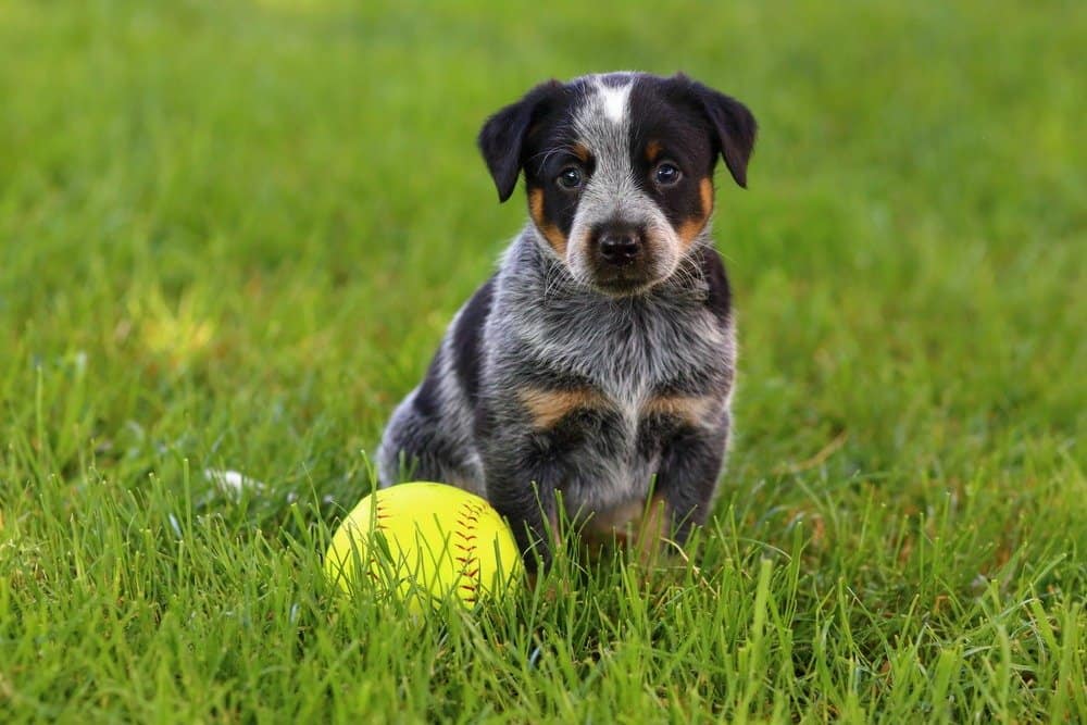 About australian-cattle-dog-shutterstock-208642174