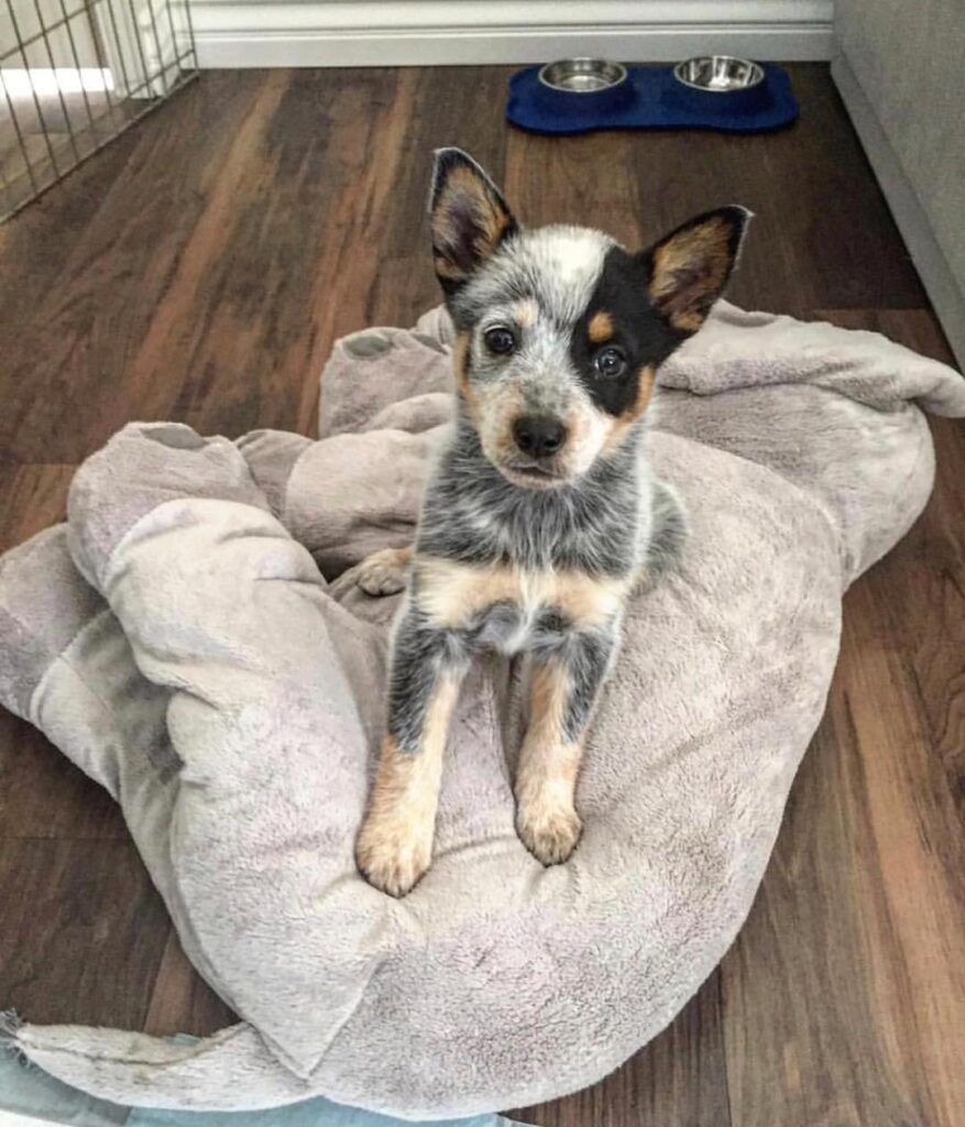 1e2a2778 d2bc 49b0 9f3f 70127eeebea3