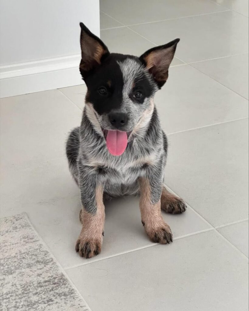 8b47c39d 85e5 4f07 b147 21294054cfff